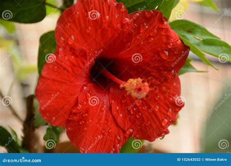 Red Hibiscus Flower With Water Drops Stock Photo Image Of Flower