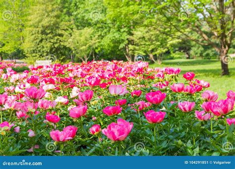 Blooming Peony Flowers In Park Garden Stock Image Image Of Landscape