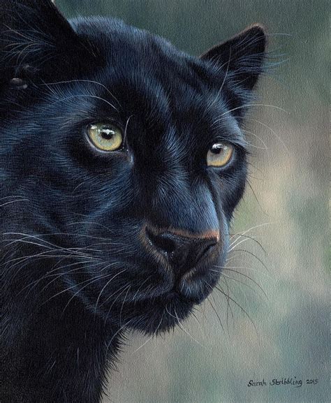 Panther Painting Black Panther Painting By Sarah Stribbling Big
