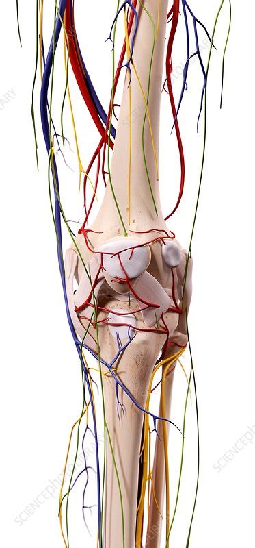 Human Knee Anatomy Stock Image F0156038 Science Photo Library
