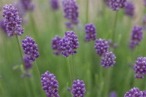 Check spelling or type a new query. Wholesale Lavender Plants - Fairweather's Nursery