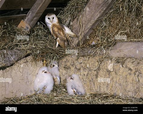 Barn Owl Tyto Alba Adult With Chicks Attic In Normandy Stock Photo