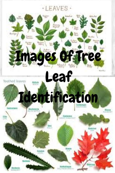 Identify Tree Leaf Chart