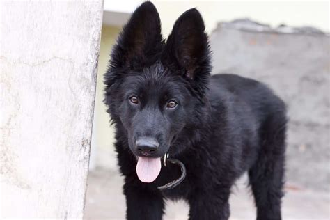 Black German Shepherd Puppies For Sale Petsidi