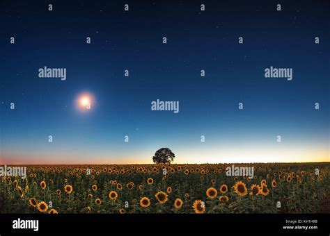 Stars And The Moon On A Field Of Sunflowers Night Shots Stock Photo