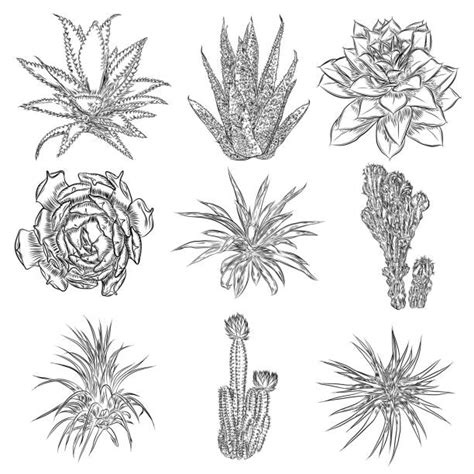 200 Air Plant Illustrations Royalty Free Vector Graphics And Clip Art