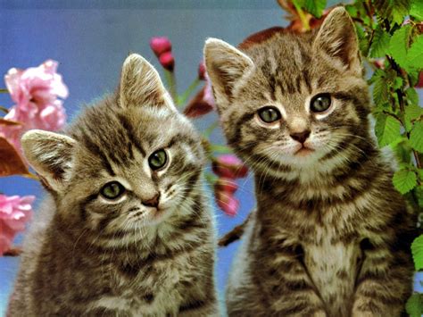 Kitten Twins Kittens Photo 41554995 Fanpop