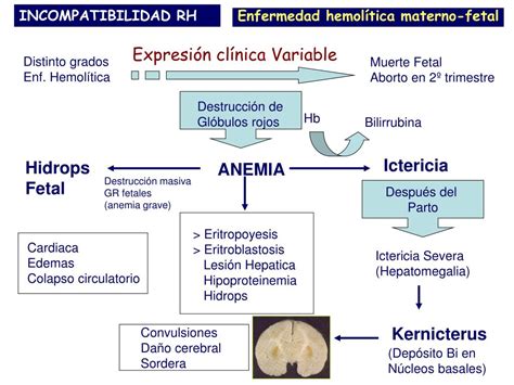 Ppt Tema 17 Anemias Del Recién Nacido Enfermedad Hemolítica Por