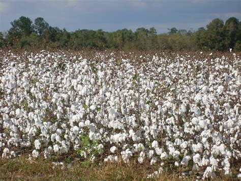 Free Images Cotton Field Plant Harvest