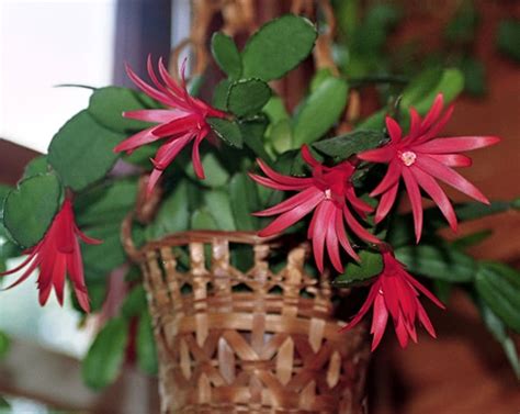 Easter Cactus Schlumbergera Gaertneri Guide Our House Plants