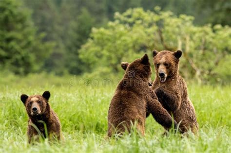 Grizzly Bear Cubs Playing In The Khutzeymateen Sanctuary In Northern Bc