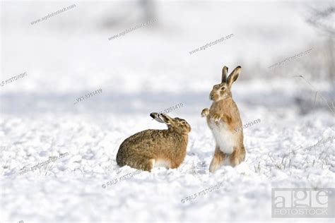 Brown Hare European Hares Feldhasen Lepus Europaeus In Winter