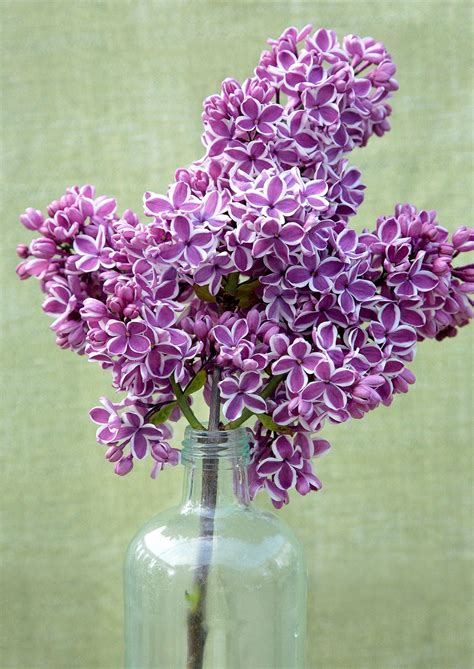 Top 10 Lilac Varieties To Fill Your Garden With Scent And Color Light