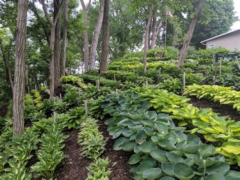 About Hostas On The Bluff