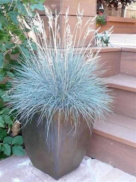 40 Best Ornamental Grasses For Containers Container Plants Container