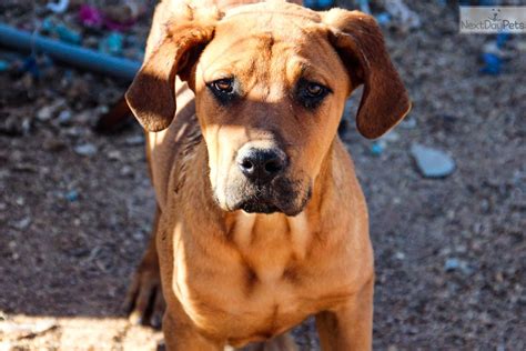 Vegas is my best friend. Fawn M1kk : American Bandogge Mastiff puppy for sale near Phoenix, Arizona. | f9585d5f-8431