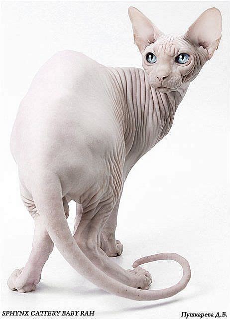Siamese Cat Hairless British Shorthair