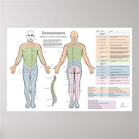 Dermatomes Myotomes Reflexes Poster Chiropractic Zazzle Porn Sex Picture
