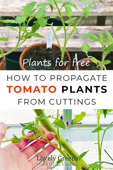 How To Propagate Tomato Plants From Cuttings