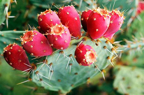≡ 12 Most Unusual Edible Crops In The World Brain Berries
