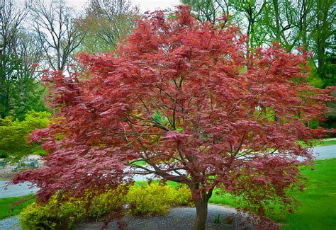 Sherwood Flame Japanese Maple For Sale Online The Tree