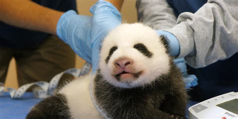 The Panda Cam Is Back And Happiness Returns To The Universe Huffpost