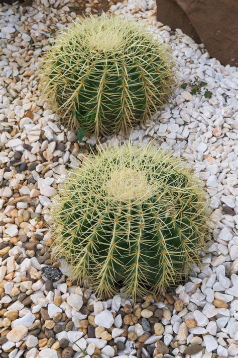 Golden Ball Cactus Echinocactus Grusonii Stock Photo Image Of Golden