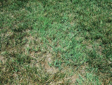 Bermudagrass Weedalert