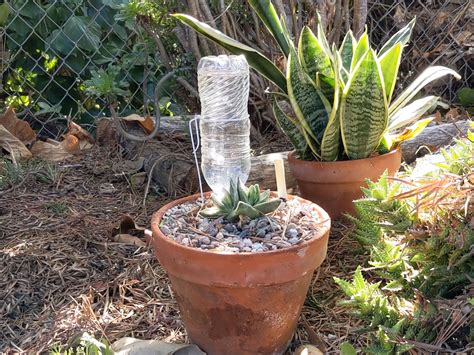 Homemade Drip Irrigation Bottle My Bios