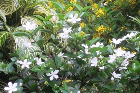 Tropical flowering tree society, coral gables, florida. Robert's Tropical Paradise Garden: How to make your garden ...
