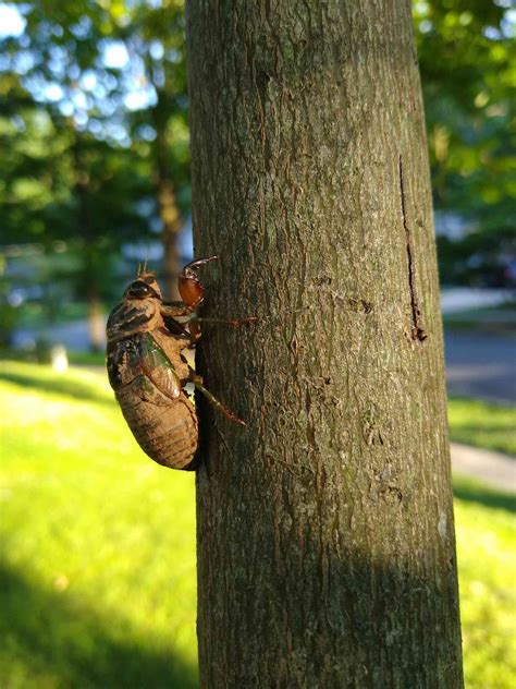 City Nature Challenge Meets Emergence Of Brood X Cicadas Defenders Of