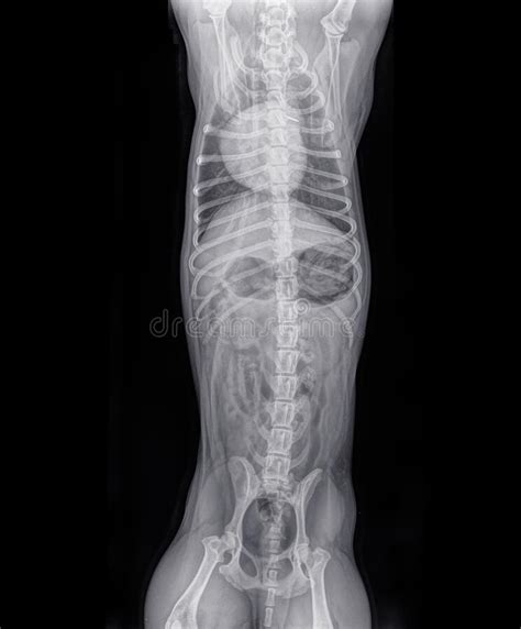 Dorso Ventral X Ray Of The Thorax And Abdomen Of A Cat Stock Photo