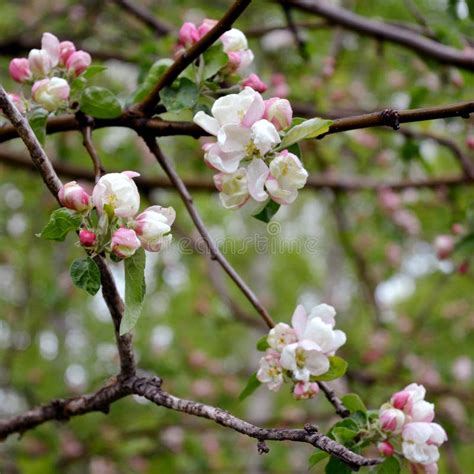 Branches Of Apple Tree With Flowers And Buds In Spring Stock Image
