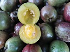 Residents of Brgy. Paing, Bantay, Ilocos Sur sells Siniguelas fruits ...