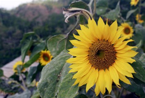 Selain tampilannya, bunga matahari juga dapat tumbuh dengan mudah dan cepat. Bunga Matahari Menghiasi Wisata Kebun Teh Nglinggo ...