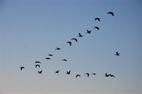 Canadian Geese Flying In The Sky Flickr Photo Sharing