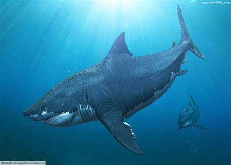 Megalodon Facts For Kids And Adults The Worlds Biggest Ever Shark