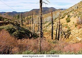 Remnants Burnt Pine Image & Photo (Free Trial) | Bigstock