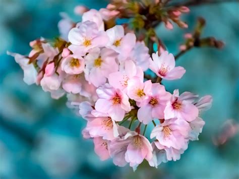 Desktop Wallpaper Cherry Flowers Pink Bloom Blur Hd Image Picture