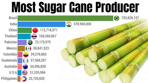 Most Sugar Cane Producing Countries Largest Sugar Cane Producer In