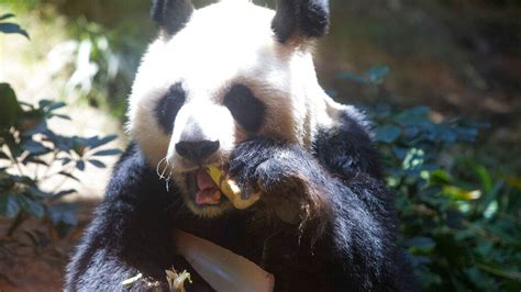 An An Oldest Ever Male Giant Panda In Captivity Dies Aged 35 World