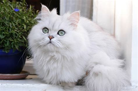 Pet food manufacturers recommend senior formulation foods for cats over the age of 8 and many vets consider the cat geriatric when it reaches 10 years old. A Guide to Chinchilla Cats « Very Important Pets