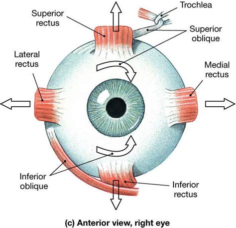 Eye Anatomy — Ophthobasics