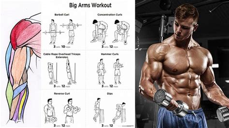 Bicep Workouts For Mass Bicep Workouts For Mass Good Arm Workouts
