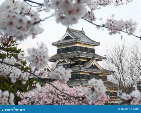 Matsumoto Castle During Cherry Blossom Sakura Stock Image Image