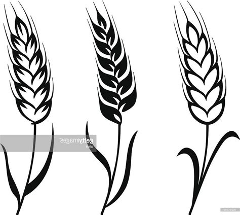 Wheat Stalk Drawing Free Download On Clipartmag