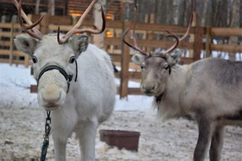 Snowmobile Safari To The Reindeer Farm Taxari Travel Agency Lapland