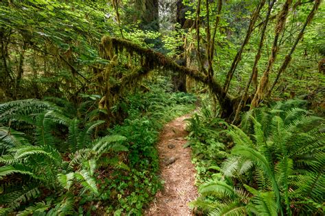 The Hoh Rainforest Is One Of The Most Magical Places In Washington