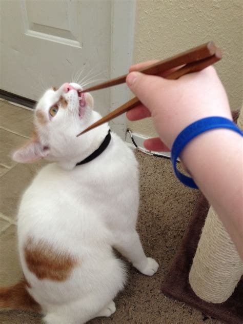 30 Of The Funniest Cat Pics Of All Time