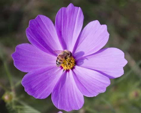100 Heirloom Big Blooming Purple Cosmos Flower For Home Garden In